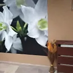 Apartment спа,ски дайли, стрийм ризорт